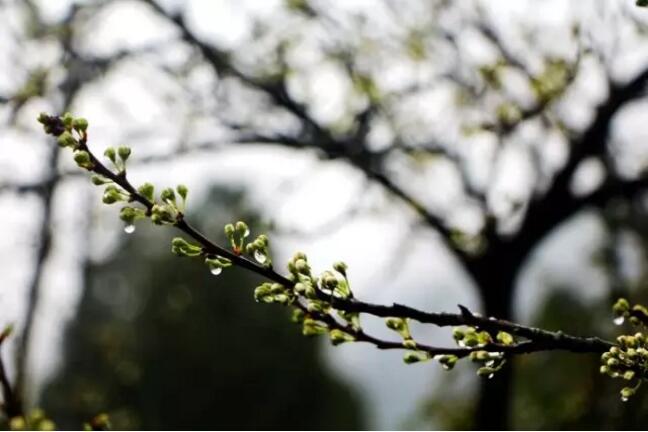 唐弢故乡的雨节选